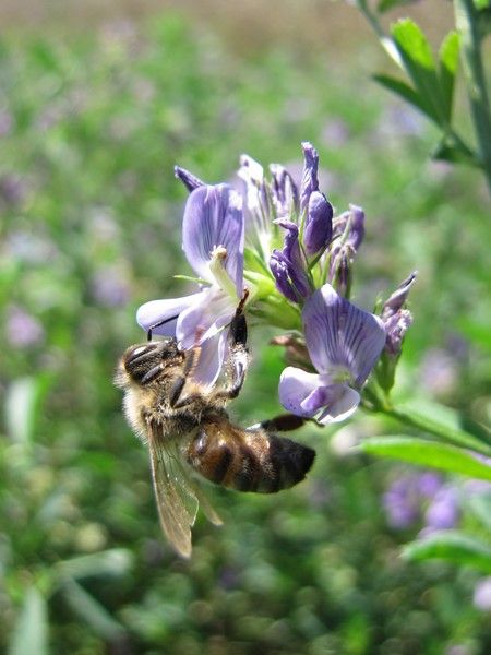 Apiluz : quand les agriculteurs s’engagent à nourrir les abeilles