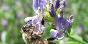 Apiluz : quand les agriculteurs s’engagent à nourrir les abeilles