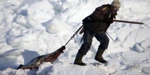 Canada : des pénis de phoques pour protéger le marché de la morue