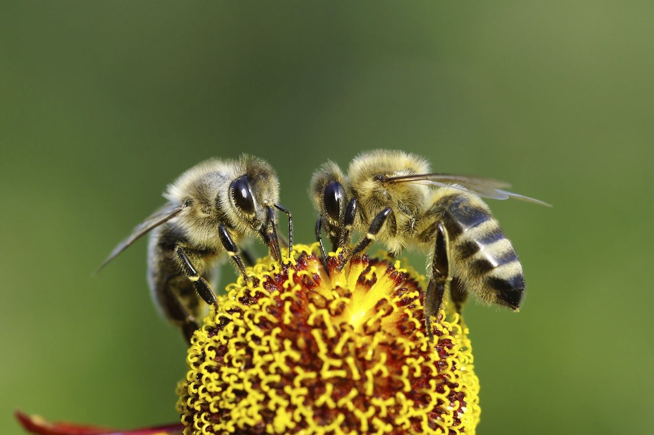 Disparition des abeilles : les pesticides ne sont pas les seuls responsables