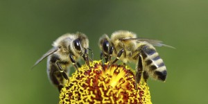 Disparition des abeilles : les pesticides ne sont pas les seuls responsables
