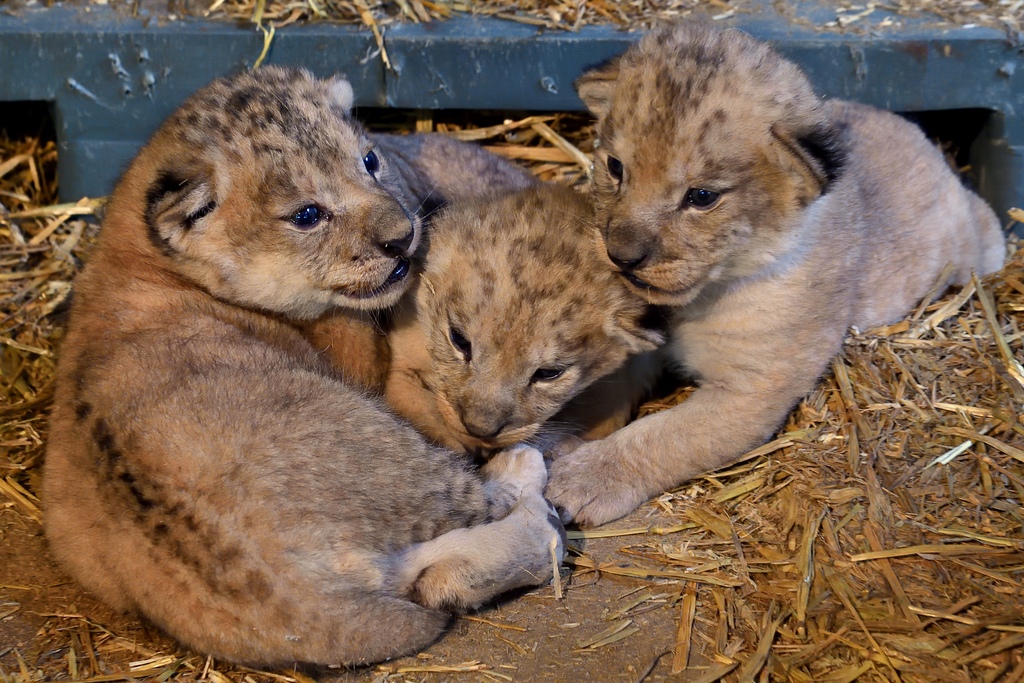 EN IMAGES. Trois bébés lionceaux naissent au Parc zoologique de Paris