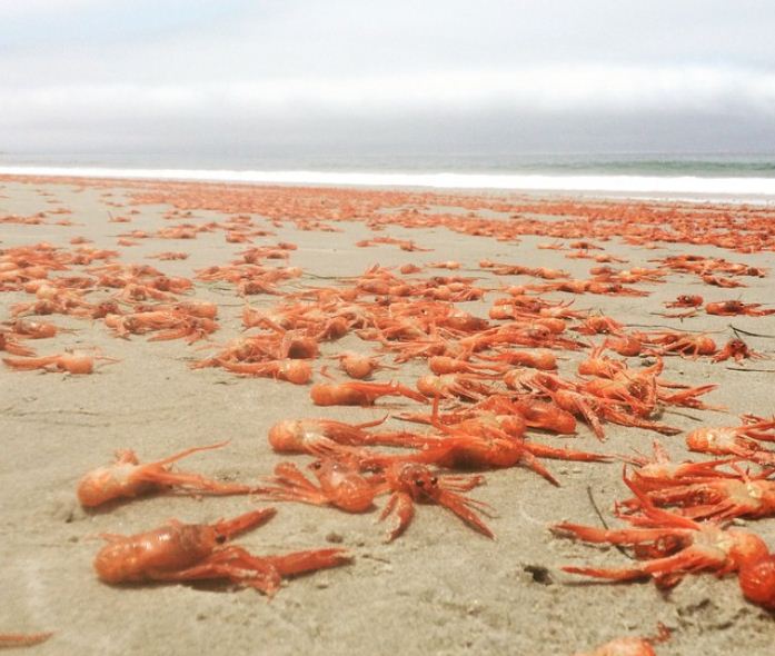 EN IMAGES. Une plage californienne envahie de crustacés