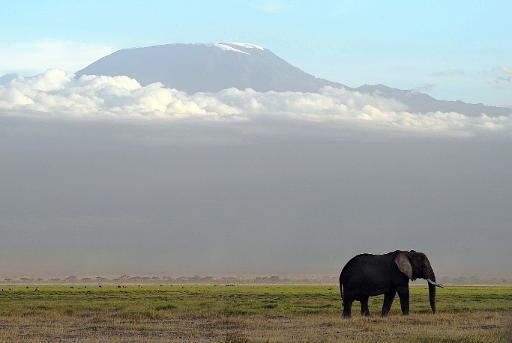 La moitié des éléphants de Tanzanie décimés en cinq ans