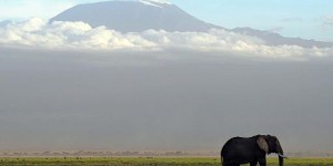 La moitié des éléphants de Tanzanie décimés en cinq ans