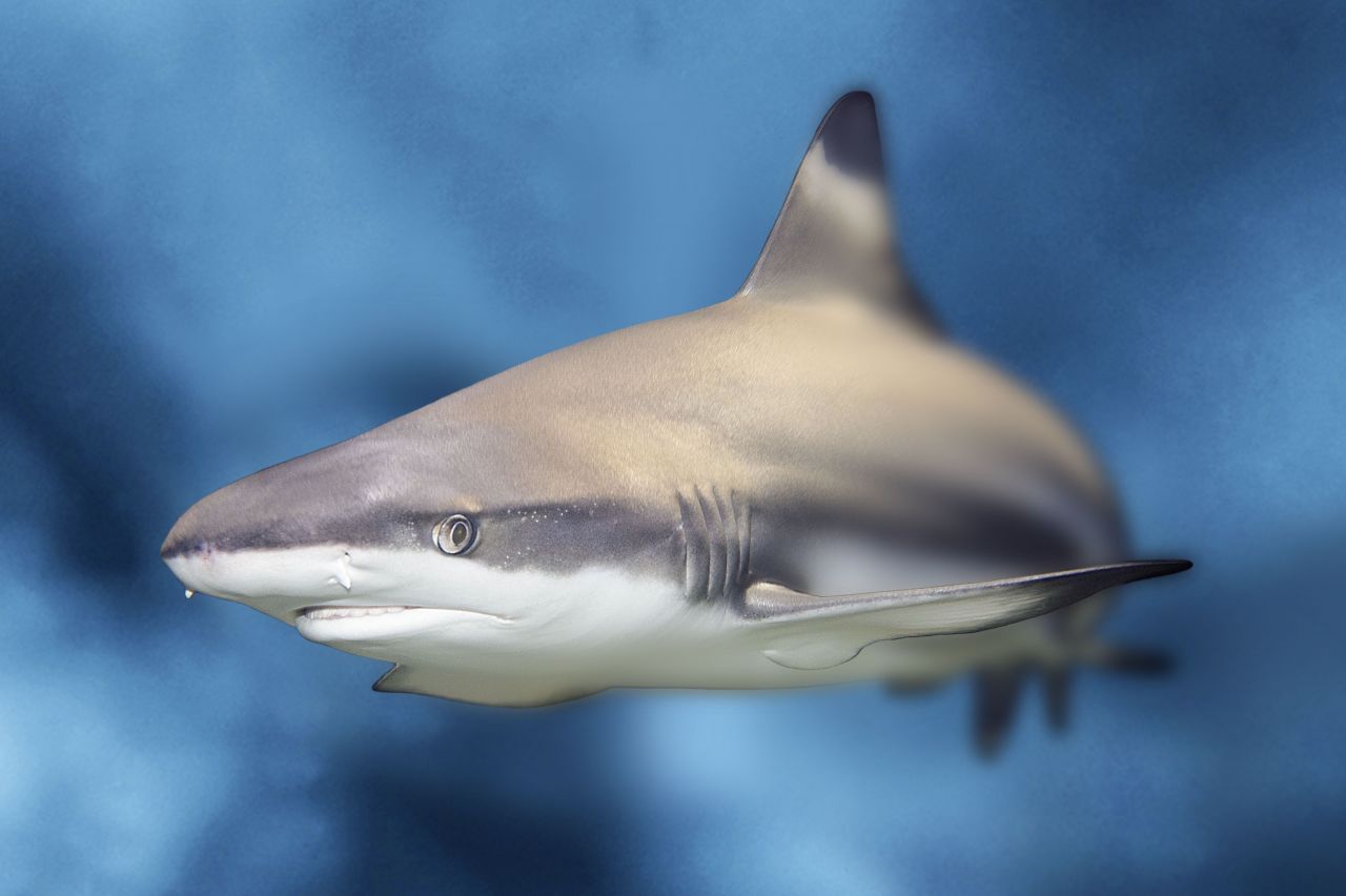 Le requin, ce poisson mal aimé au rôle écologique vital