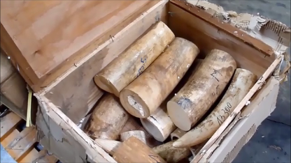 Saisie record de 136 kg d'ivoire à Roissy
