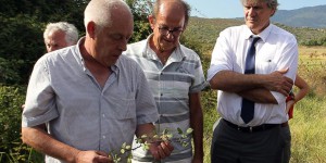 Bactérie tueuse d'olivier : Le Foll annonce en Corse une aide de 500 000 euros