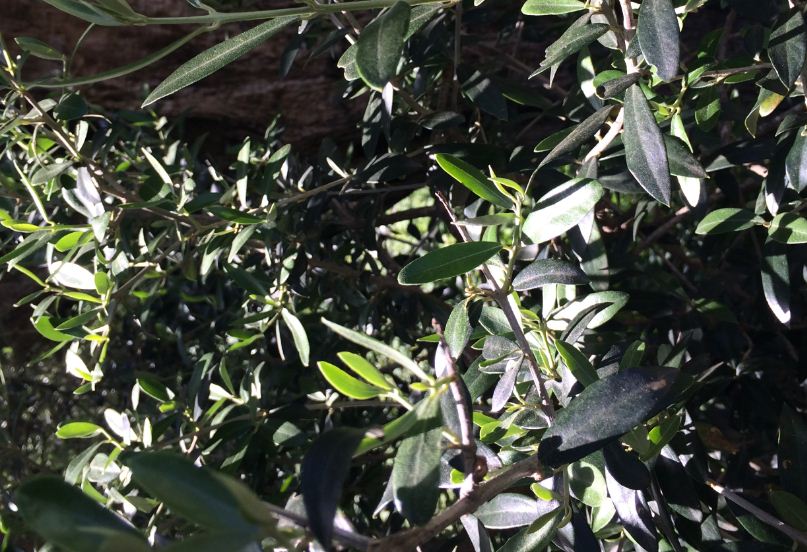 Bactérie tueuse d'olivier : deux nouveaux cas de végétaux contaminés en Corse