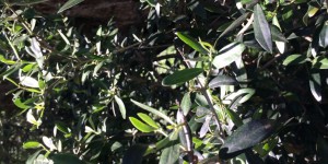 Bactérie tueuse d'olivier : deux nouveaux cas de végétaux contaminés en Corse