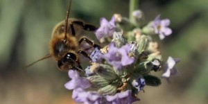 La disparition des abeilles pourrait provoquer une augmentation de la mortalité mondiale