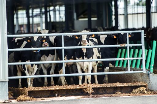 La «Ferme des 1000 vaches» mise en demeure de réduire son cheptel