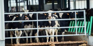 La «Ferme des 1000 vaches» mise en demeure de réduire son cheptel