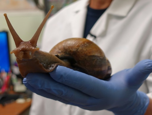 La Floride en guerre contre une redoutable espèce d'escargots géants