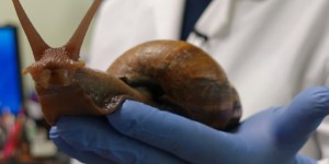 La Floride en guerre contre une redoutable espèce d'escargots géants