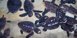 EN IMAGES. Floride : des bébés tortues relâchés dans l'océan