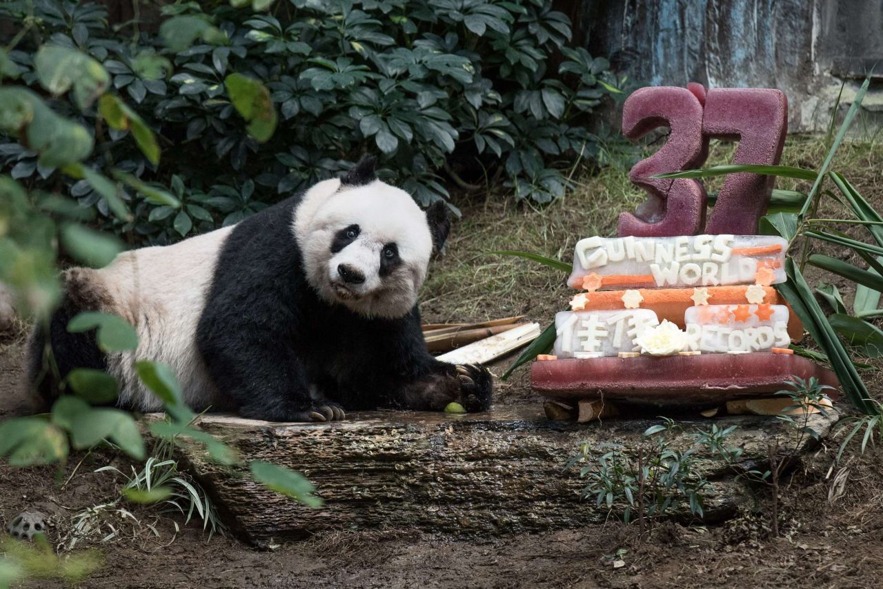 EN IMAGES. Jia Jia la doyenne des pandas fête ses 37 ans