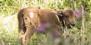 EN IMAGES. Naissance rare d'un bébé bison au Parc de la Fôret d'Orient