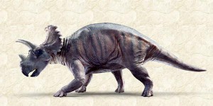 Un nouveau dinosaure de la famille des tricératops découvert