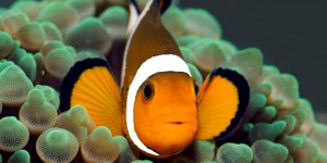 Océan : les poissons-clowns sont capables de réguler leur population