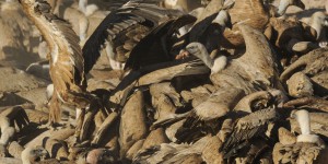 Pyrénées-Atlantiques : une randonneuse affirme avoir été traquée par des vautours 