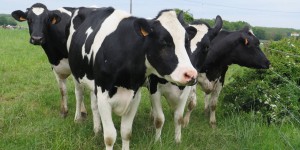 Pour sauver ses vaches, la Suisse «vole» de l’eau en France