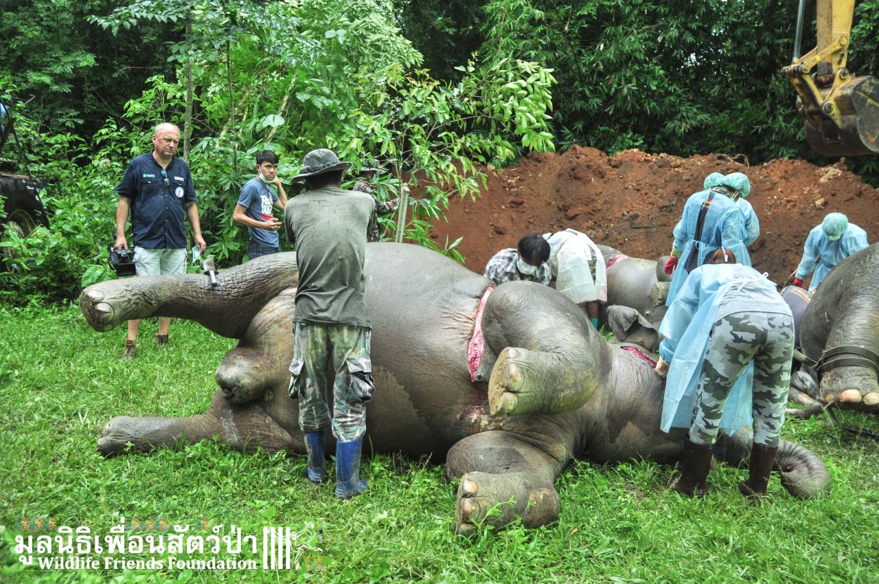 Thaïlande : trois éléphants électrocutés, un agriculteur arrêté