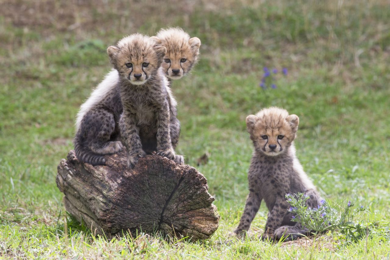 VIDEO. Ardèche : naissance de cinq guépards dans un parc animalier