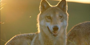 Alpes-de-Hautes-Provence : le préfet autorise l'abattage de 4 loups supplémentaires