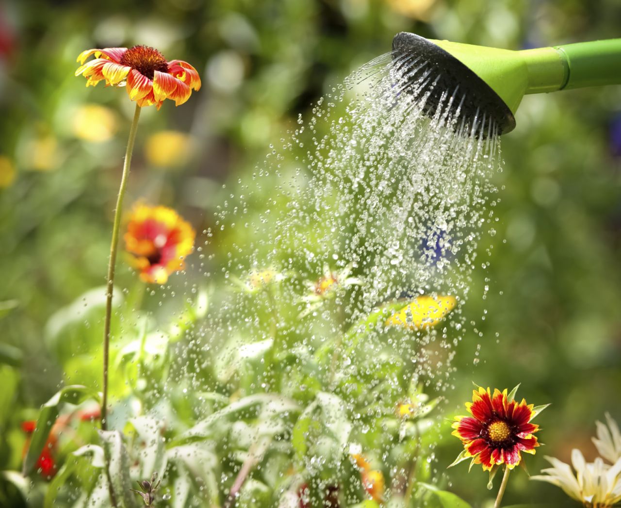 Arroser son jardin : 7 astuces pour faire des économies d'eau