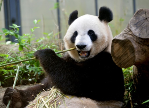 Etats-Unis : une femelle panda probablement enceinte au zoo de Washington