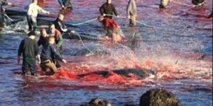 Massacre de dauphins : les bateaux de croisière boycottent les îles Féroé 