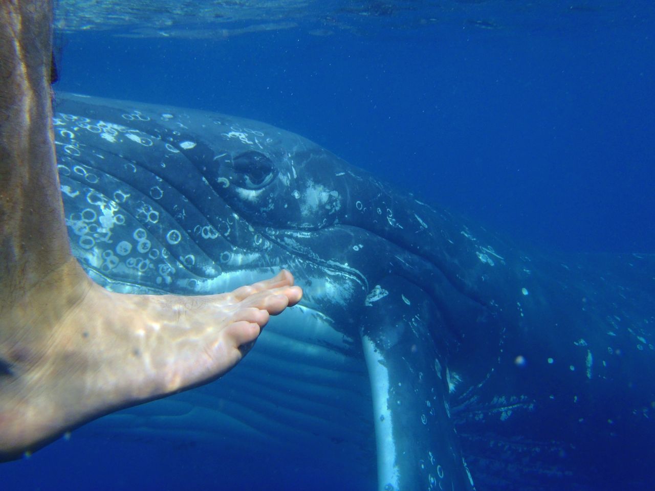 Nager avec les baleines : entre business des tour-opérateurs et risques potentiels