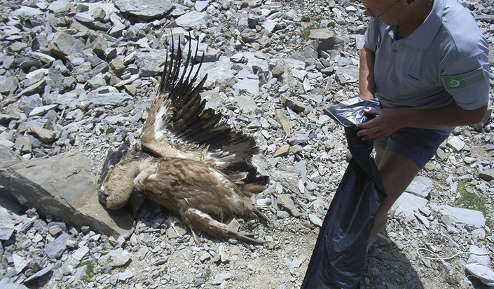 Parc du Mercantour : un vautour tué par un planeur