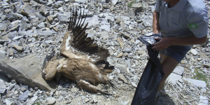 Parc du Mercantour : un vautour tué par un planeur