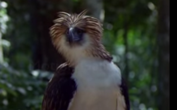 Philippines : un aigle d'une espèce menacée abattu après avoir été soigné