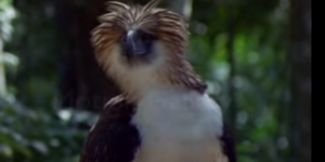 Philippines : un aigle d'une espèce menacée abattu après avoir été soigné