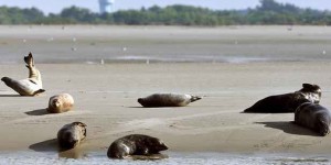 Les phoques divisent en baie de Somme