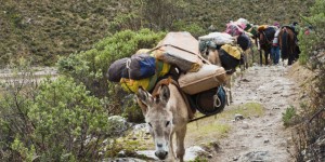 Randonnée à dos d’âne : des vacances nature et insolites