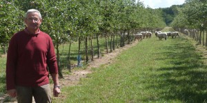 A Rosières, les brebis remplacent les pesticides