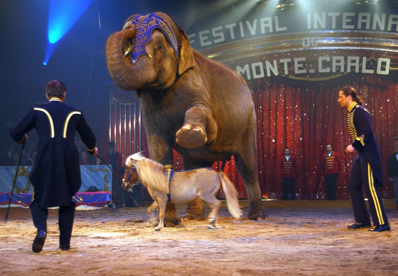 Suisse : le cirque Knie va renoncer aux spectacles d'éléphants