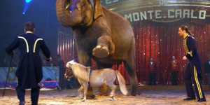 Suisse : le cirque Knie va renoncer aux spectacles d'éléphants