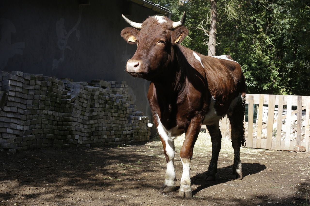 VIDEO. La vache qui ne voulait pas mourir accueillie à Montmagny