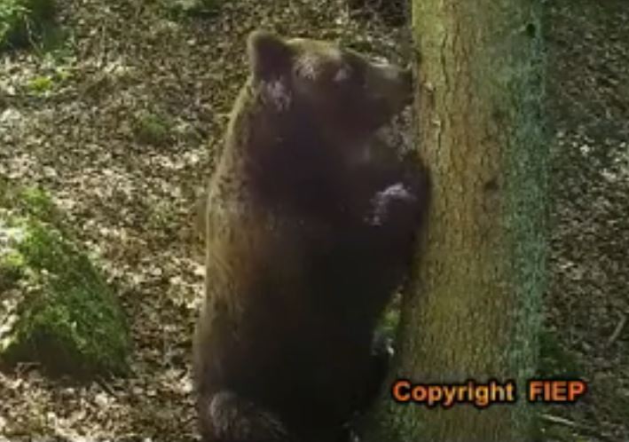 VIDEOS. Les ours Cannelito et Néré se frottent aux arbres des Pyrénées