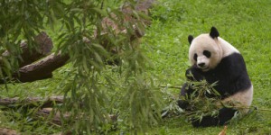 VIDEOS. Washington : l'un des bébés pandas est mort