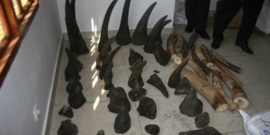 Vietnam : saisie de 700 kilos de cornes de rhinocéros et de défenses d'éléphants