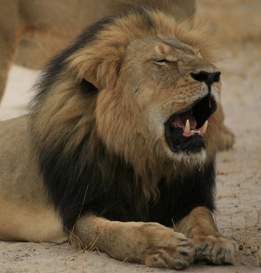 Zimbabwe : le lion Jericho est bien vivant, contrairement à Cecil