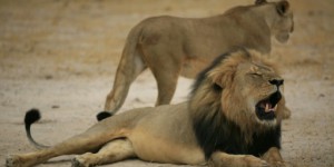 Zimbabwe : un nouvel Américain suspecté d’avoir chassé un lion
