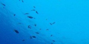 En 40 ans, les populations d'animaux marins ont chuté de moitié, selon WWF