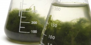 En Bretagne, des algues pour remplacer les antibiotiques et les pesticides